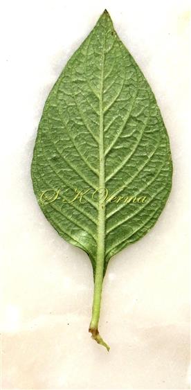  Leaf (Abaxial view)